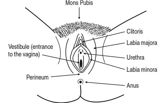 Vulva-Self-Examination